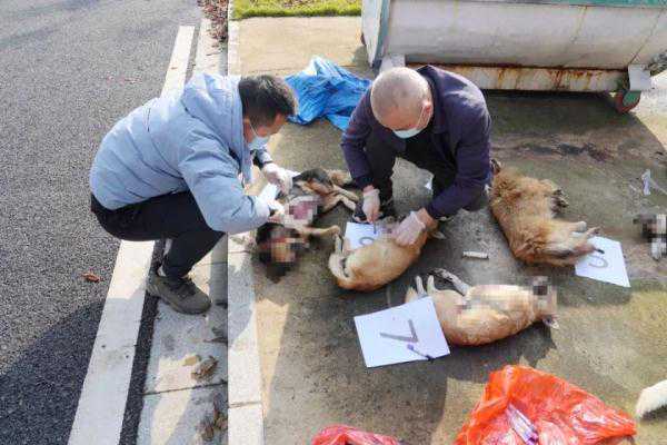 偷狗大盗落网！警方破获系列毒狗盗狗案，毒针高达249只